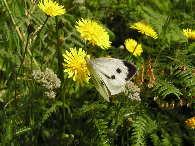 Pieris brassicae L.